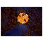 e39aac39-c732-4cc6-ab1d-16c32268d934